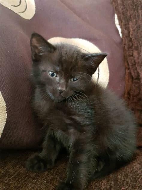 Beautiful Kittens For Sale In Newcastle Tyne And Wear Gumtree