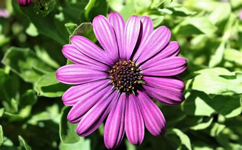 Purple African Daisy Close Up Free Stock Photo Public Domain Pictures