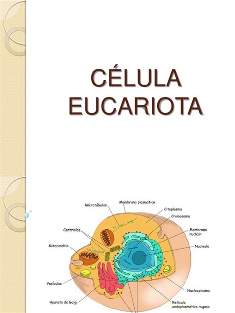 Celula Eucariota Trabajo En Grupo Resumido Citoplasma Biología Celular
