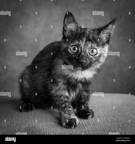 Portrait Of Tortoiseshell Cat Stock Photo Alamy