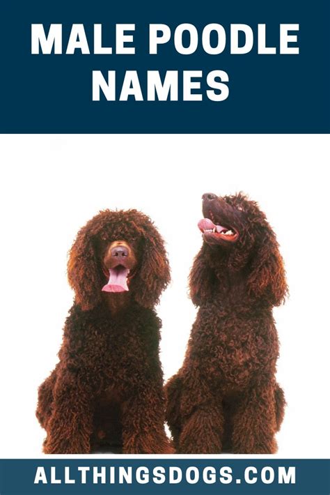 Male Poodle Names Poodle Dog Names Male Cute Names For Dogs