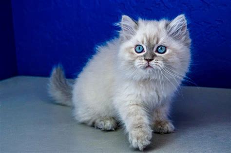 Enter a location to see results close by. PEANUT - Blue Point Lynx Male Ragamuffin Kitten Ragdoll ...