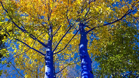 The Blue Trees