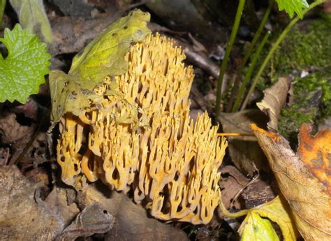 Swansea Fungi: Unknown Coral Mushroom