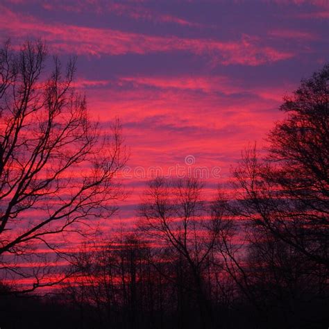 Evening Sky With Red Clouds And Sunset Sun And Black Leafless Trees