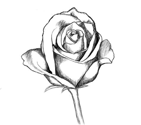 How To Draw A Rose Draw Central Roses Drawing Flower Drawing