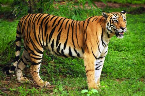 Tigre Ecologia Caracter Sticas Subesp Cies E Fotos De Tigres