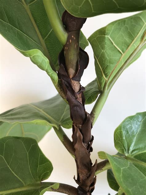 While they accept a good amount of water to keep moisture, healthy, happy, and moist soil will saturate the plant. Ask a Question forum: Fiddle leaf fig tree leaves turning ...