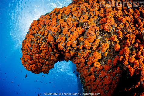 Stock Photo Of Star Coral Astroides Calycularis Covering A Rock