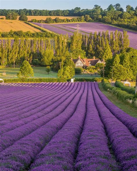 The Most Beautiful Lavender Fields In The Uk Artofit