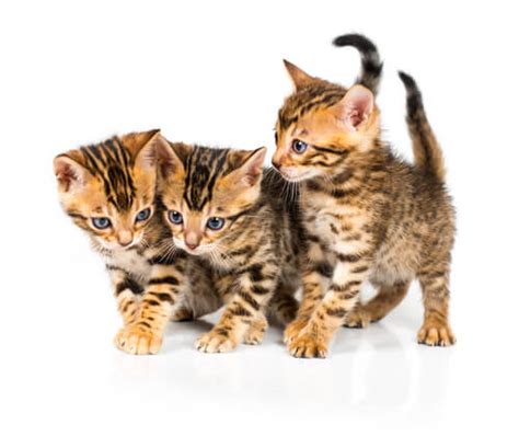 Bengal cats seem sweet and delicate, looking like miniature leopards as they walk around your house. 51+ Most Popular Male & Female Bengal Cat Names 2017