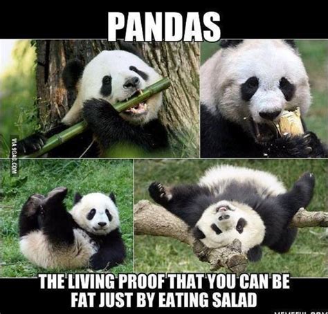 Pin By Michael F Pichette On Humor Panda Funny Funny Animal Memes