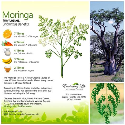 Moringa Oleifera The Common Miracle Let Us Introduce This Strange