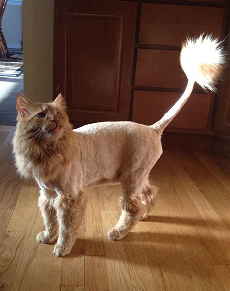 Cats can be addicted to tuna, whether it's packed for cats or for humans. 11 Cats With Lion Cuts | Orange Lion