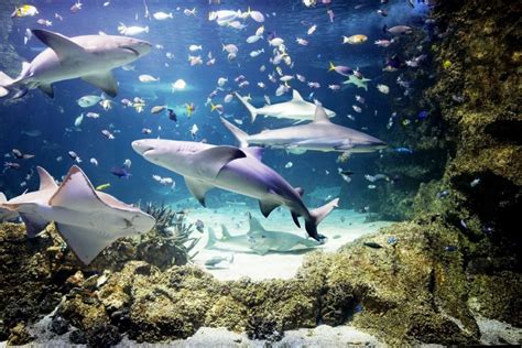 Top Sydney Activities For Luxury Travel Sea Life Sydney Aquarium