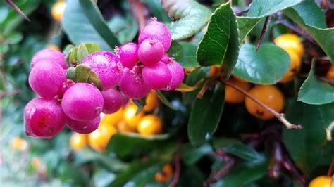 Riotous Color Pink Snowberries And Yellow Pyracantha Berri Flickr