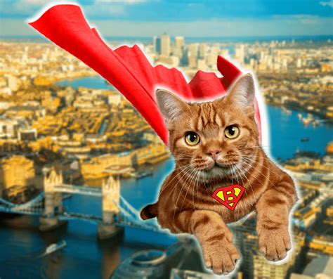 Bob El Gato Que Salvó La Vida De Un Drogadicto En Londres Estoy En