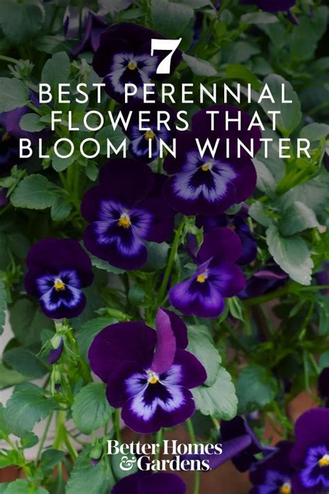 Purple Pansies With Green Leaves And The Words 7 Best Perennial Flowers