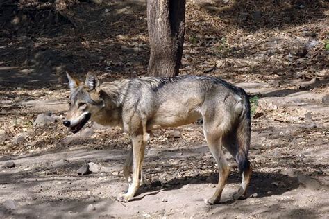 Is Dat Een Wolf Nee Dat Is De Native American Indian Dog Volta