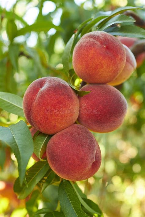 Peaches On Tree Stock Image Image Of Harvesting Eating 81860287