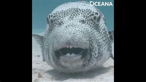 This Pufferfish Has The Best Smile In The Sea Oceana Youtube