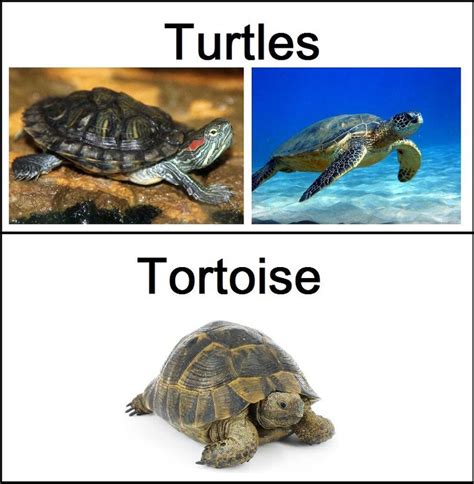 Difference Between Turtles And Tortoises Turtle Tortoise Australian