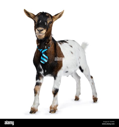 Hardy Goat Cut Out Stock Images And Pictures Alamy