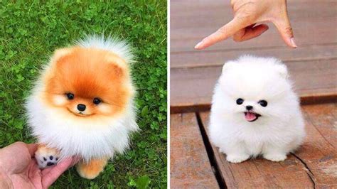 🐾 Cute Teacup Pomeranian Puppies Playing 🐾 Cutest Dog