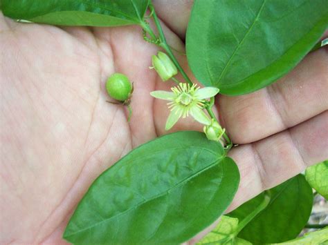 I Like Plants Passiflora Suberosa Corky Stem Passion Vine