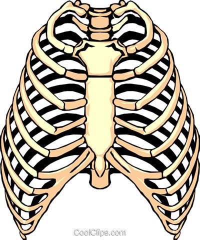 Rib Cage PNG Clipart PNG All PNG All