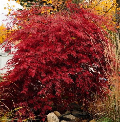 Cutleaf Japanese Maple Tree Playing In The Dirt Pinterest