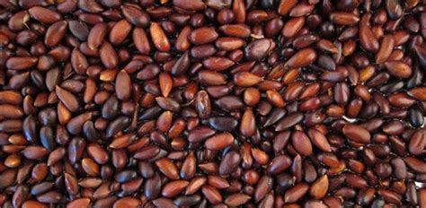 How To Harvest Pinon Pine Nuts