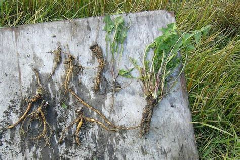 5 Edible Roots For Survival In The Wild Survival Food Homestead