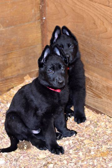 All Black German Shepherd Puppies For Sale Florida 1 German Shepherd