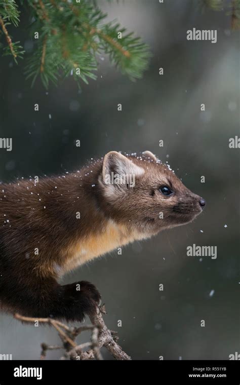 American Marten In Snow High Resolution Stock Photography And Images