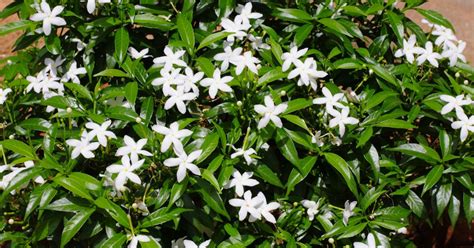 Discover The Effects Of The Jasmine Plant On Health In