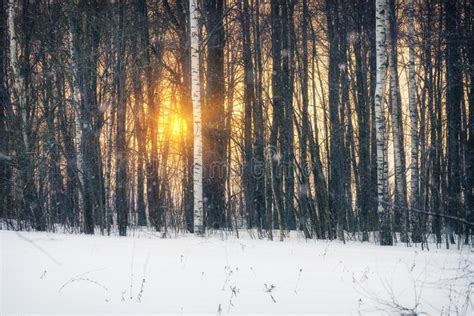 Winter Sunset In Birch Forest Stock Photo Image Of Rural