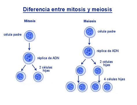 Diferencias Entre Mitosis Y Meiosis Cuadro Comparativo