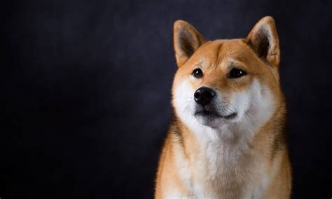Shiba Inu Launches Shib Burning Portal What Does It Mean