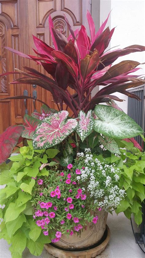 Free Tropical Potted Plants Basic Idea Home Decorating Ideas