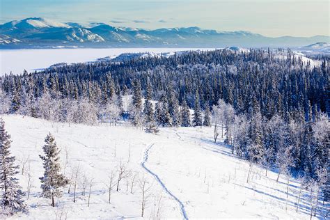 Snowshoe Taiga Trail Landscape Yukon T Canada Photograph By Stephan