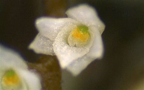 Worlds Smallest Orchid Flower Discovered In Brazil