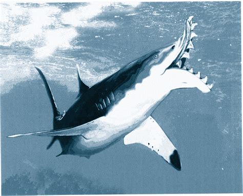 Wright State University Magazine – Shark Tale « Wright State University
