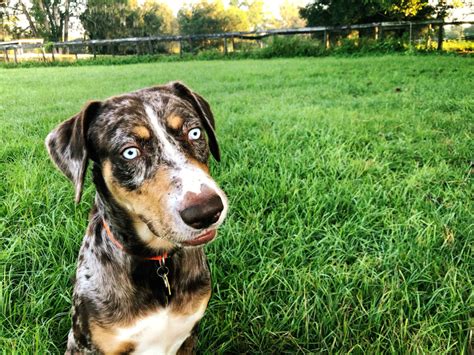 Everything You Wanted To Know About The Catahoula Facty
