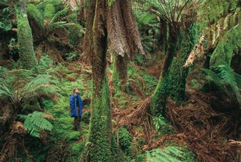 10 Facts About Australian Rainforests Fact File