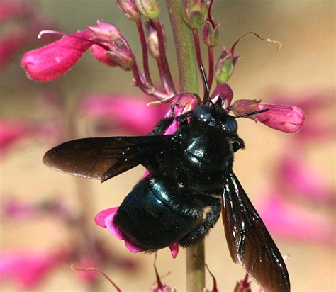 The Big Black Buzzy Carpenter Bee