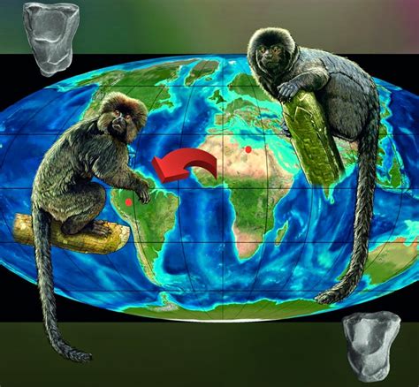 Species New To Science Paleoanthropology 2015 Perupithecus