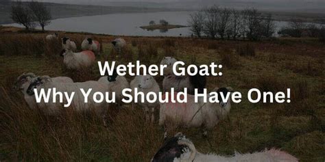 Wether Goat Why You Should Have One Lifestyle Begin