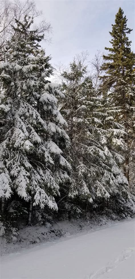 Snow Covered Trees Free Stock Photo Public Domain Pictures