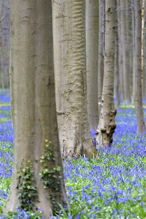 Purple Carpet Of Blooming Bluebells Framed By Trunks Of The Giant